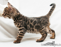 Bengal Kitten